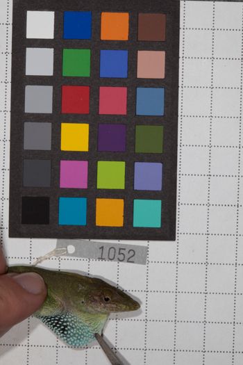 Media type: image;   Herpetology R-190793